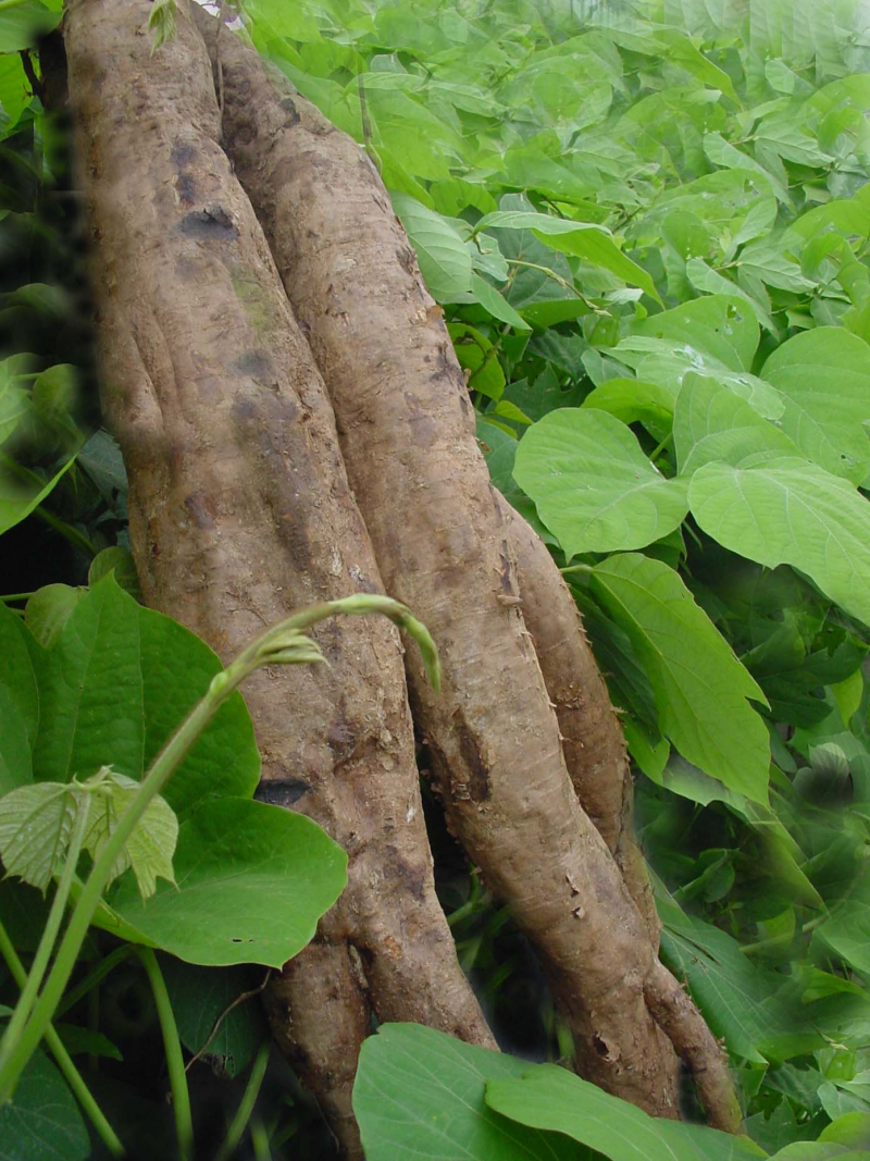 1753255994161891.png 葛根_副本800.png