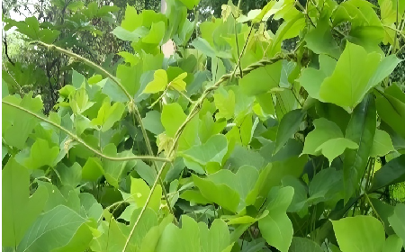 七夕寵妻狂魔就選它！二月風(fēng)雙有機(jī)野生葛根粉，健康又有文化味 