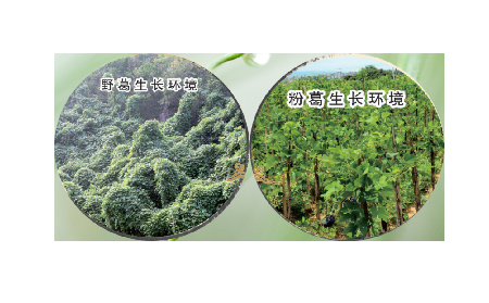 高學(xué)歷養(yǎng)生黨親測：這款雙有機野生葛根粉，憑什么成日常優(yōu)選？?