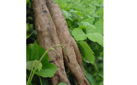 長期吃葛粉是養(yǎng)生還是傷身？科學(xué)解讀它的三大益處，讓你吃得更明白！