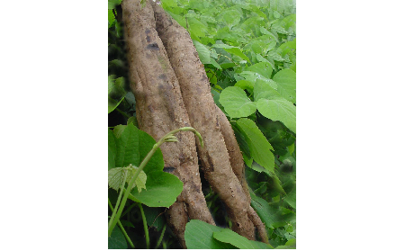 正宗的野生葛根粉，本質(zhì)是淀粉嗎？探秘千年本草中的自然饋贈(zèng)