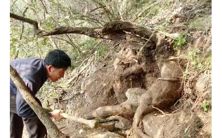 藏在隨州深山里的自然饋禮：二月風(fēng)有機(jī)野生葛根粉，守護(hù)孩子純粹成長(zhǎng)