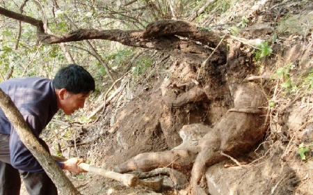 深山藏珍，二月風(fēng)正在大量收購(gòu)寒冬野生葛根