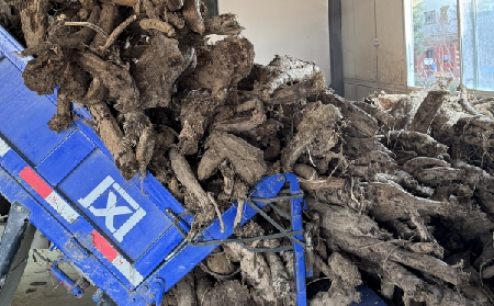 霜降采葛正當(dāng)時(shí)！二月風(fēng)大量收購(gòu)霜降葛根，以匠心護(hù)品質(zhì)、以產(chǎn)業(yè)助增收