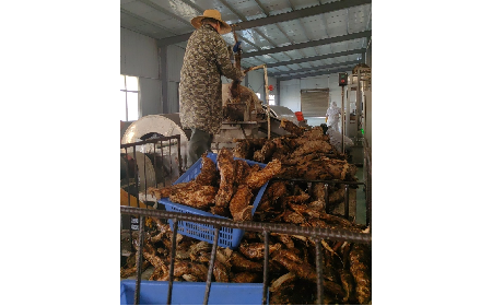 野生葛粉加工正當(dāng)時(shí)，二月風(fēng)匠心傳承好味道